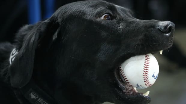 tampa-bay-rays-max-super-dog-video.jpg